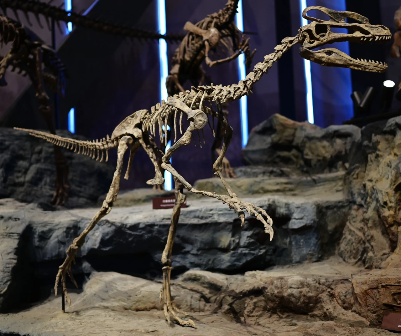 Scheletro di Guanlong wucaii esposto al Museo di Storia Naturale di Baoding.