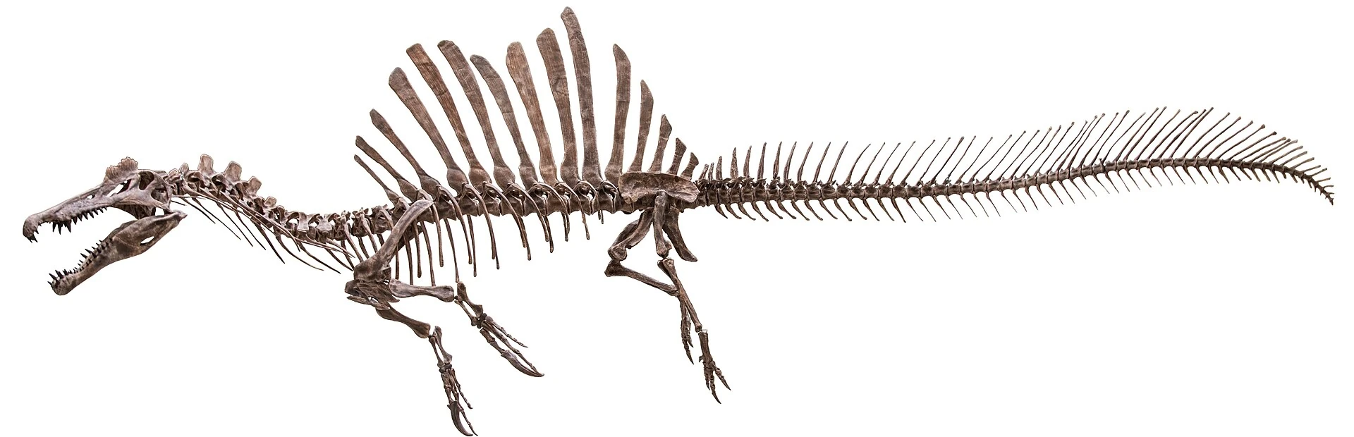 Ricostruzione dello scheletro di Spinosaurus (Wikipidia)